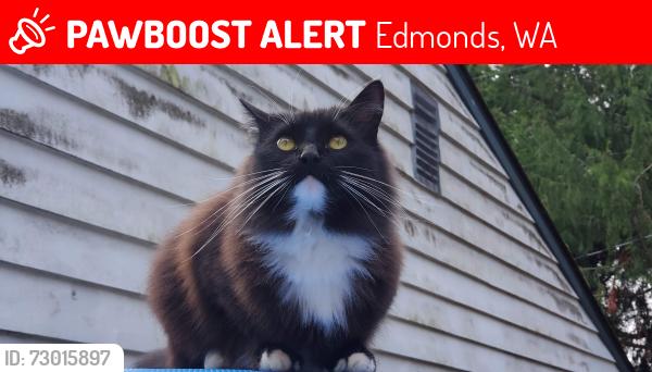 Lost Female Cat last seen Near 94th Ave W. , Edmonds, WA 98020