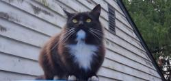 Lost Female Cat last seen Near 94th Ave W. , Edmonds, WA 98020