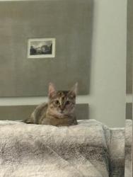 Lost Female Cat last seen Old Wire and Amber Dr. , Fayetteville, AR 72703