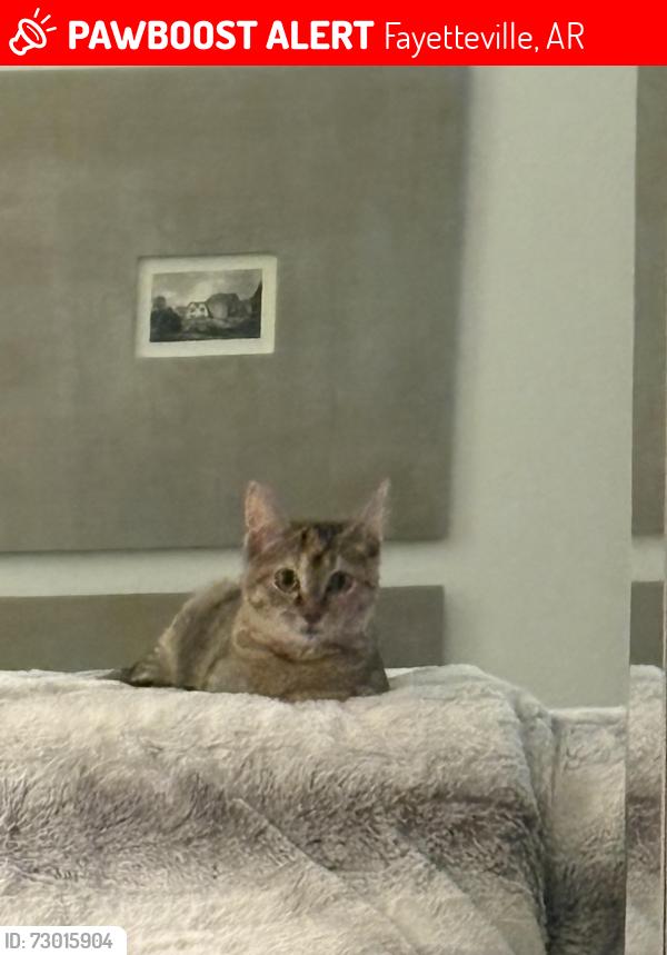 Lost Female Cat last seen Old Wire and Amber Dr. , Fayetteville, AR 72703