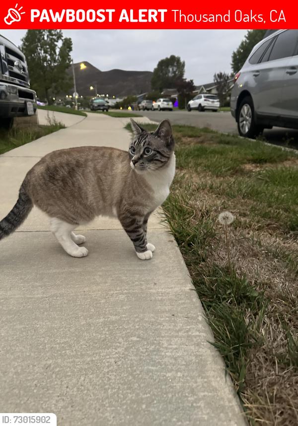 Lost Female Cat last seen Walnut Elementary School, Thousand Oaks, CA 91320