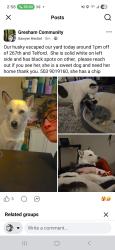 Lost Female Dog last seen Telford rd, Gresham, OR 97080