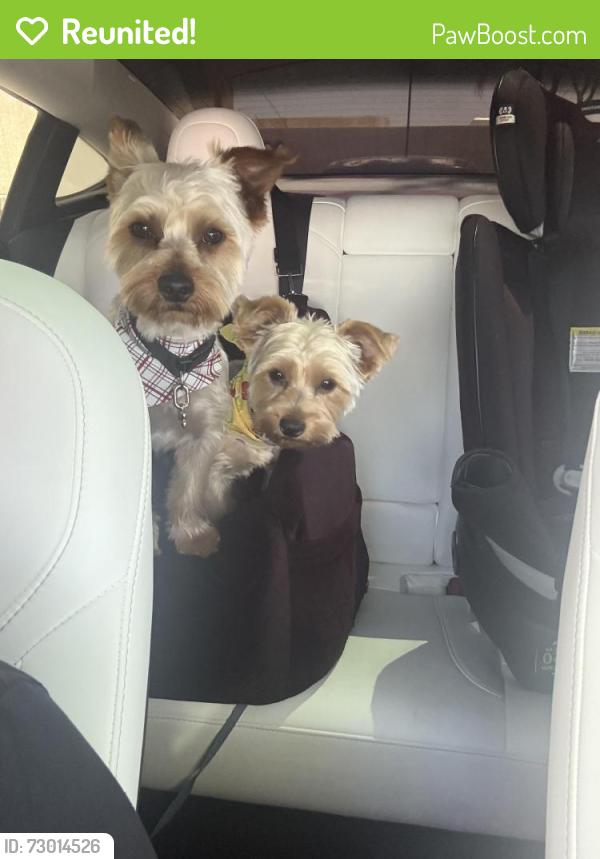Reunited Male Dog last seen Hollywood Vegas valley , Whitney, NV 89122
