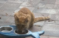 Found/Stray Unknown Cat last seen St. George Place and Lucerne, Land O' Lakes, FL 34639