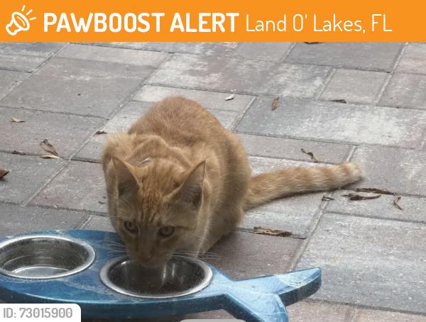 Found/Stray Unknown Cat last seen St. George Place and Lucerne, Land O' Lakes, FL 34639