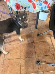 Found/Stray Male Dog last seen Tc jester and Lamonte dr, Houston, TX 77018