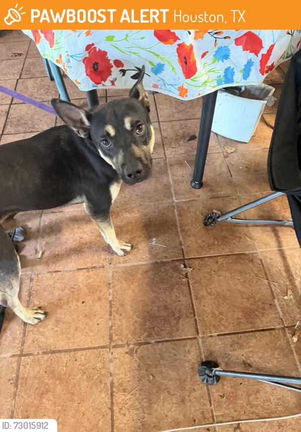 Found/Stray Male Dog last seen Tc jester and Lamonte dr, Houston, TX 77018