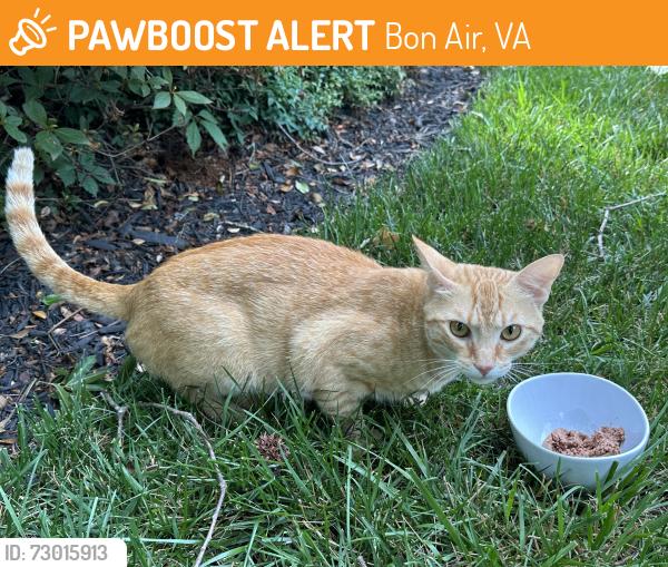 Found/Stray Unknown Cat last seen Logan St, Bon Air, Bon Air, VA 23235