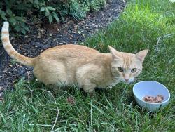 Found/Stray Unknown Cat last seen Logan St, Bon Air, Bon Air, VA 23235