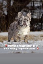 Lost Male Dog last seen 53rd Ave and University ave, Fridley, MN 55421