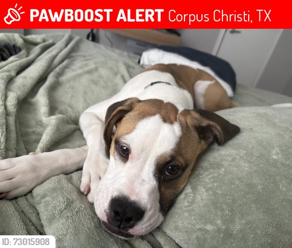 Lost Female Dog last seen Staples and Holly, Corpus Christi, TX 78413