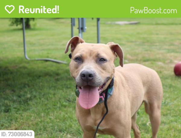 Reunited Female Dog last seen Kent Road , Orleans County, NY 14476