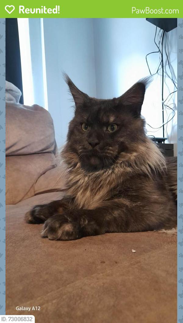 Reunited Male Cat last seen Dale acre, Countesthorpe, England LE8