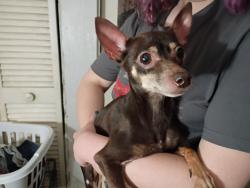Found/Stray Female Dog last seen Alfred  Dr Orlando FL , Hercules, CA 94547