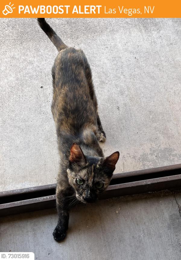 Found/Stray Female Cat last seen Oakey & Westwind , Las Vegas, NV 89146