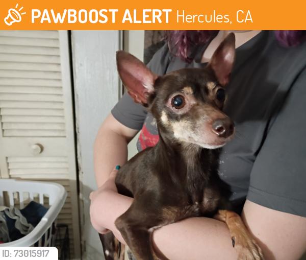 Found/Stray Female Dog last seen Alfred  Dr Orlando FL , Hercules, CA 94547