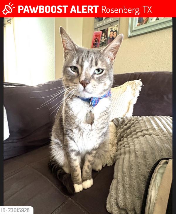 Lost Male Cat last seen Villages of Town Center-Rosenberg, Rosenberg, TX 77471