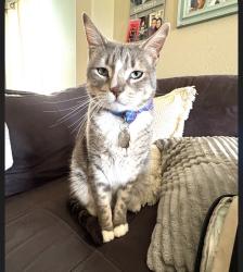 Lost Male Cat last seen Villages of Town Center-Rosenberg, Rosenberg, TX 77471