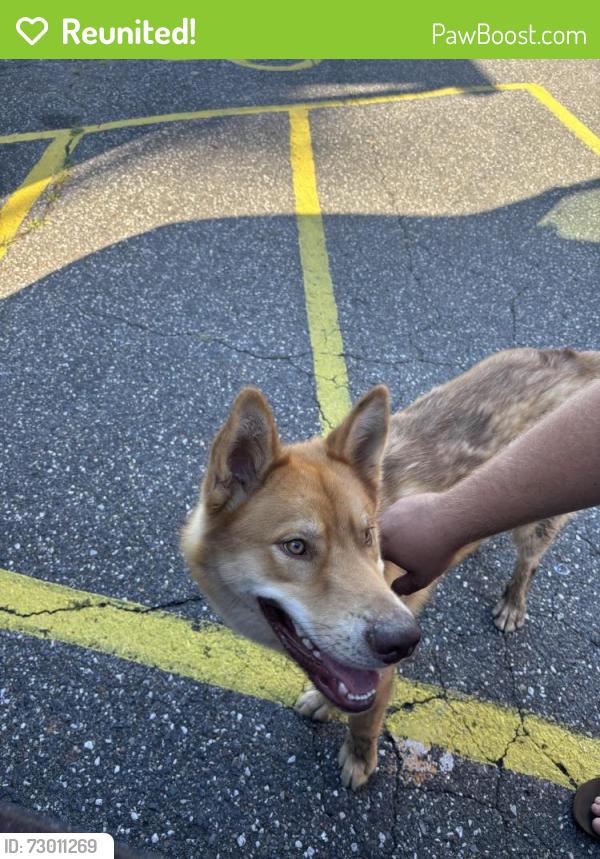 Reunited Male Dog last seen Neha’s ice cream, Cherryville, NC 28021