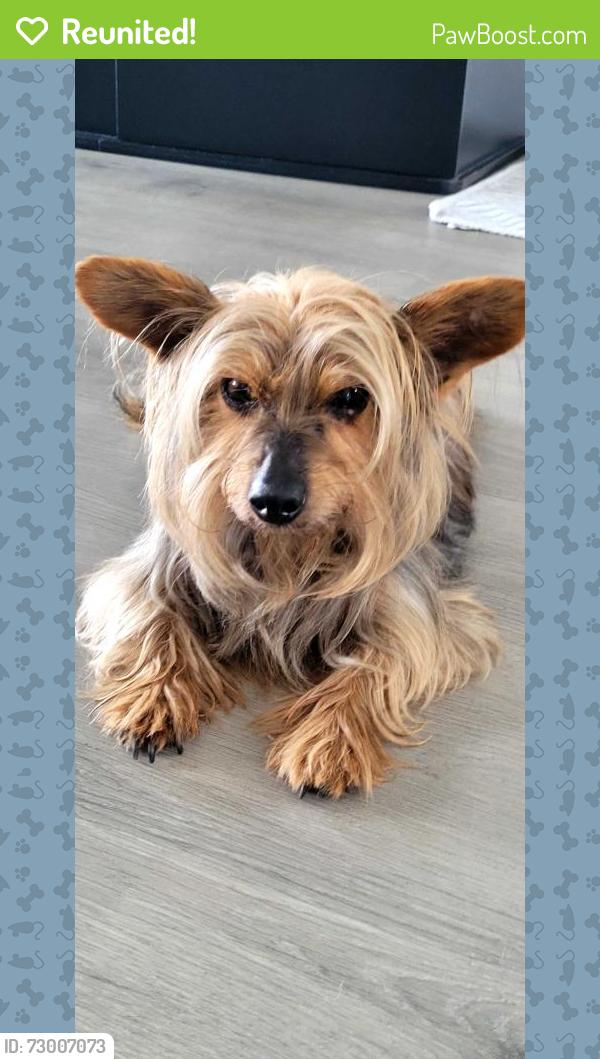 Reunited Male Dog last seen M53 Expressway and Clinton River Road, Sterling Heights, MI 48312