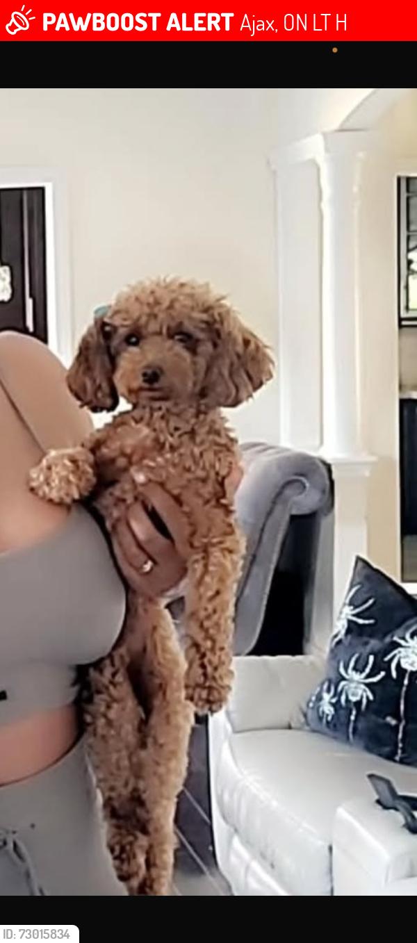 Lost Female Dog last seen Near Williamson dr w Ajax , Ajax, ON L1T 0H8