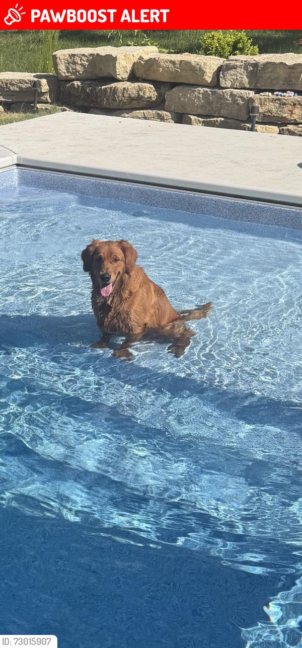 Lost Male Dog last seen Otero Ave, Hastings MN 55033, Ravenna Township, MN 55033