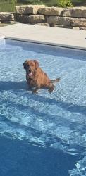 Lost Male Dog last seen Otero Ave, Hastings MN 55033, Ravenna Township, MN 55033