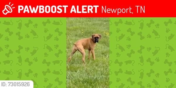 Lost Female Dog last seen old Sevierville Hwy, Newport, TN 37821