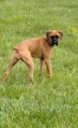 Lost Female Dog last seen old Sevierville Hwy, Newport, TN 37821