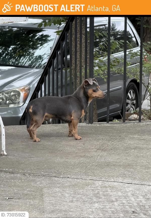 Found/Stray Unknown Dog last seen Near Rickenbacker Dr entrance to Publix, Atlanta, GA 30342