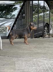 Found/Stray Unknown Dog last seen Near Rickenbacker Dr entrance to Publix, Atlanta, GA 30342