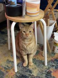 Lost Male Cat last seen Norpoint way, Tacoma, WA 98422