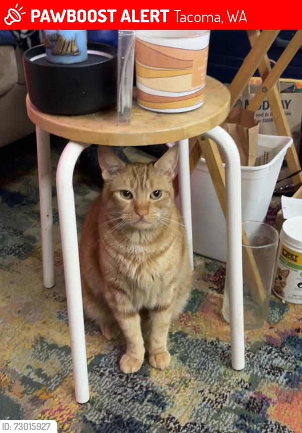 Lost Male Cat last seen Norpoint way, Tacoma, WA 98422