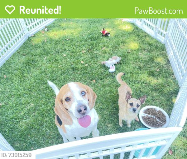 Reunited Male Dog last seen Santa Ana, CA, USA, Santa Ana, CA 92701