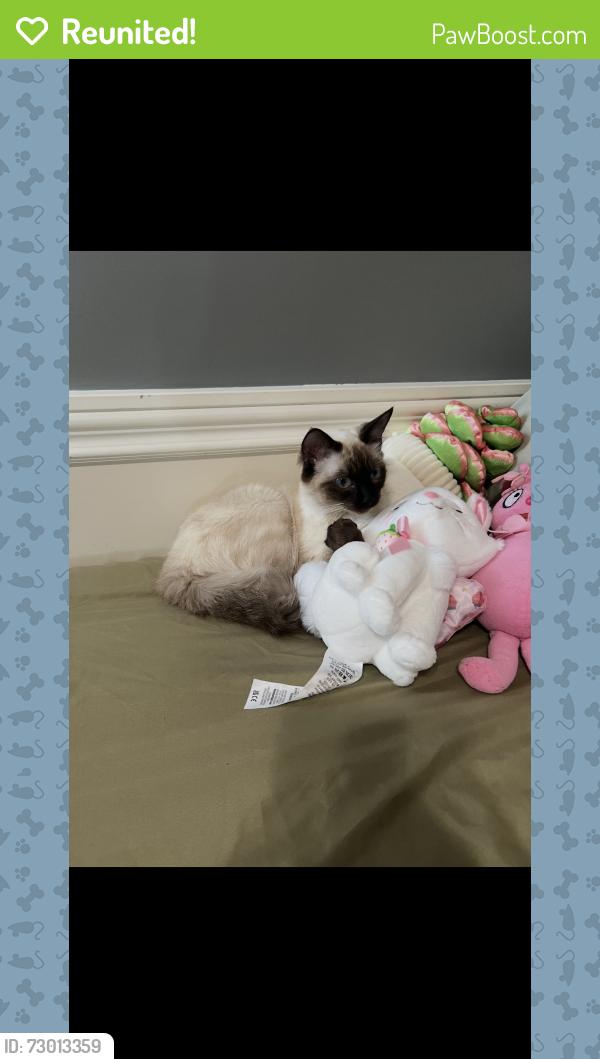 Reunited Female Cat last seen  N Soto St and Huntington Dr, Los Angeles, CA 90032