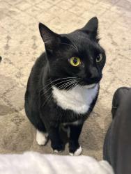 Reunited Female Cat last seen Patricia Avenue and Haines Mill Road, Delran, NJ 08075