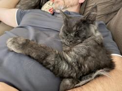 Reunited Male Cat last seen New Castle Elementary , Virginia Beach, VA 23456