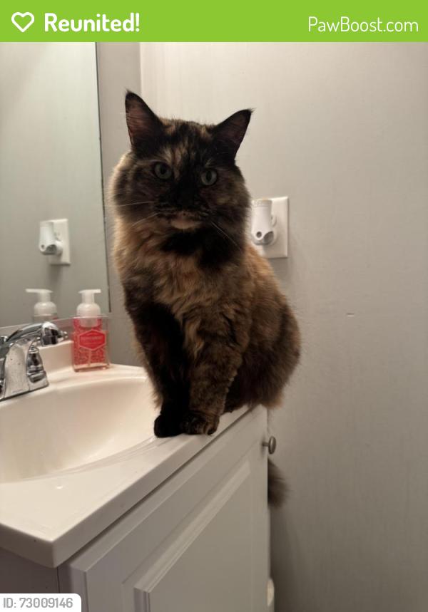 Reunited Female Cat last seen Fox Fire Neighborhood , Virginia Beach, VA 23456