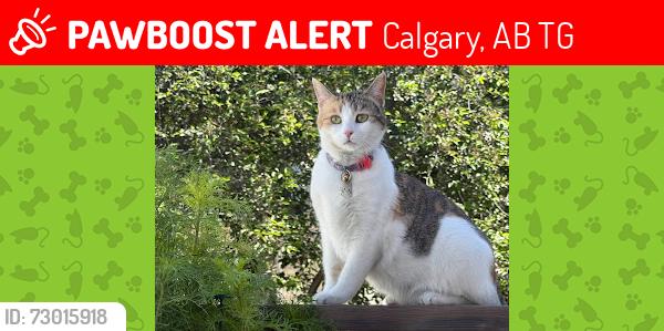 Lost Female Cat last seen Hawkstone dr, Calgary, AB T3G