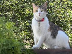 Lost Female Cat last seen Hawkstone dr, Calgary, AB T3G
