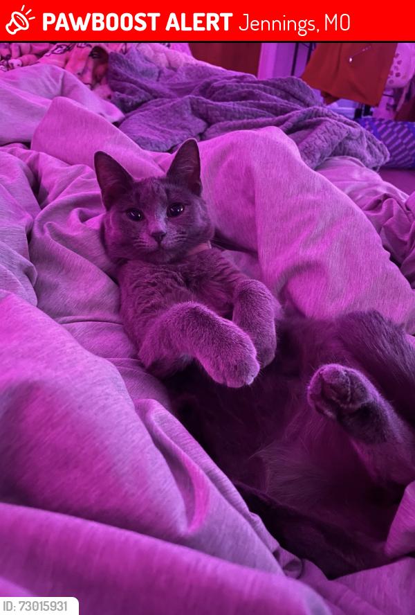 Lost Female Cat last seen Acacia drive and McLaren, Jennings, MO 63136