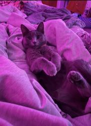 Lost Female Cat last seen Acacia drive and McLaren, Jennings, MO 63136