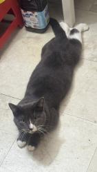 Reunited Male Cat last seen Auburn and Madison, Sacramento, CA 95841