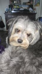 Lost Male Dog last seen Grand Prairie Airport , Grand Prairie, TX 75052