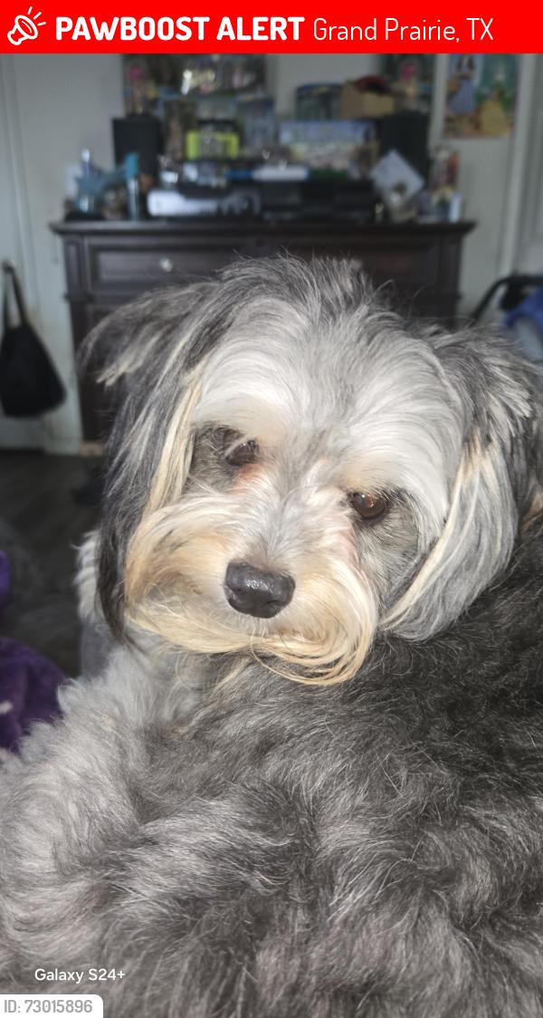 Lost Male Dog last seen Grand Prairie Airport , Grand Prairie, TX 75052