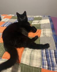 Reunited Male Cat last seen Cornish and brydges , London, ON N5W 4M4