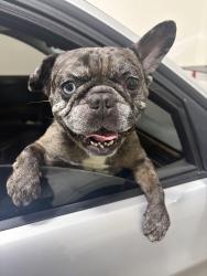 Found/Stray Unknown Dog last seen San Juan Capistrano , San Juan Capistrano, CA 92675