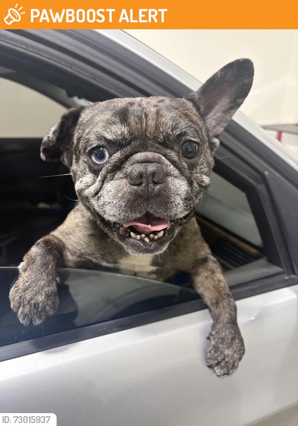 Found/Stray Unknown Dog last seen San Juan Capistrano , San Juan Capistrano, CA 92675