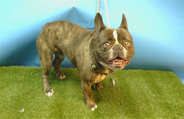 Shelter Stray Male Dog last seen , 216 W Victoria St, Gardena, CA 90248, USA