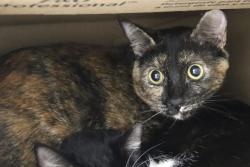 Shelter Stray Female Cat last seen , 4000 N Silverbell Rd, Tucson, AZ 85745, USA